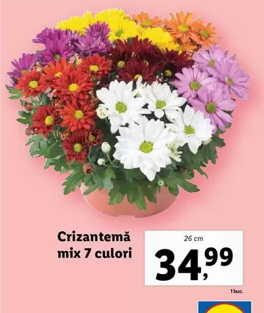 Crizantemă
