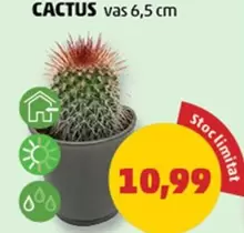 CACTUS vas 6,5 cm