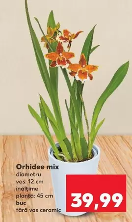 Orhidee mix