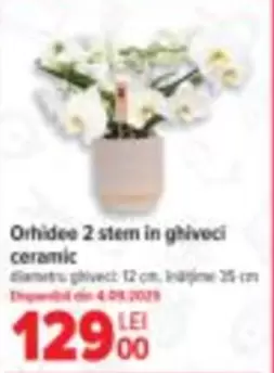Orhidee 2 stem in ghiveci ceramic