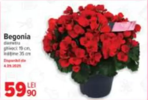 Begonia