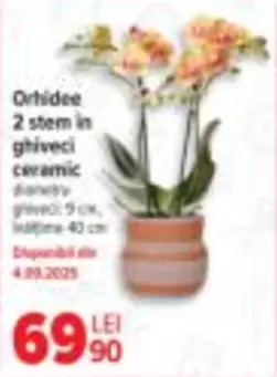 Orhidee 2 stem in ghiveci ceramic