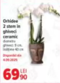 Orhidee