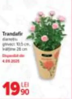 Trandafir