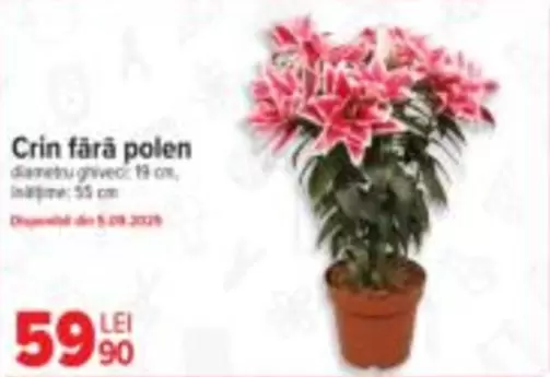 Crin fără polen
