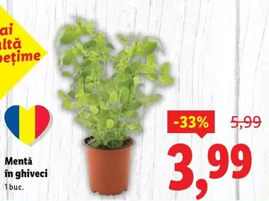 Mentă în ghiveci