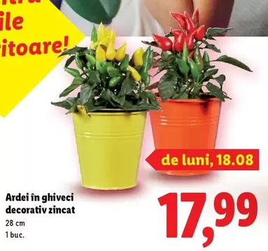 Ardei în ghiveci decorativ zincat