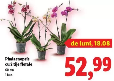 Phalaenopsis