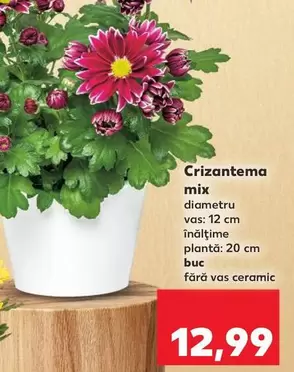 Crizantema