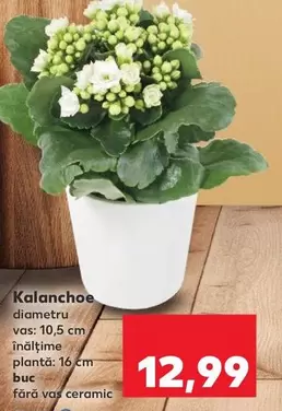 Kalanchoe