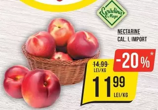 NECTARINE
