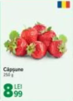 Căpșune