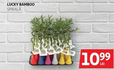 LUCKY BAMBOO
