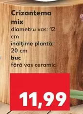 Crizantema mix