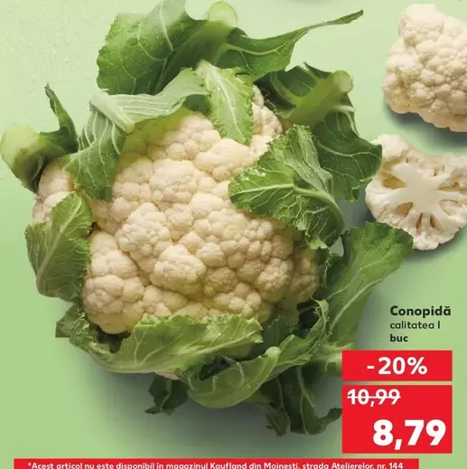 Conopidă