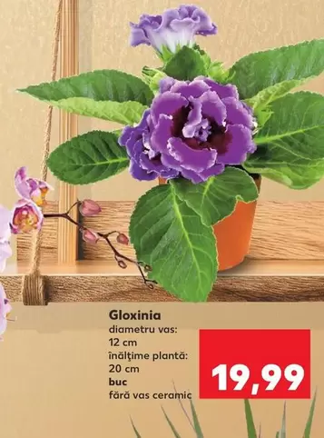 Gloxinia