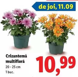 Crizantemă multifloră