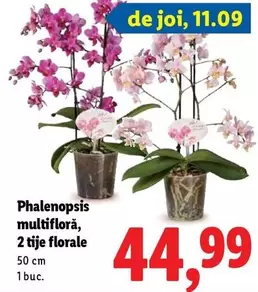 Phalenopsis multifloră, 2 tije florale