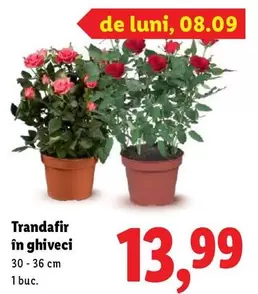Trandafir în ghiveci