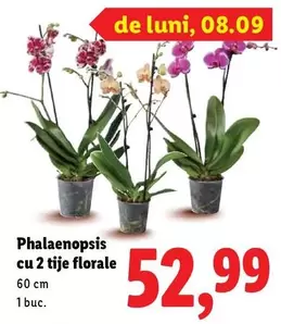 Phalaenopsis