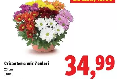 Crizantema mix 7 colori