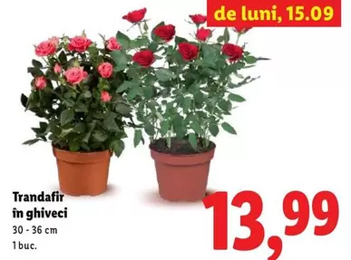 Trandafir în ghiveci