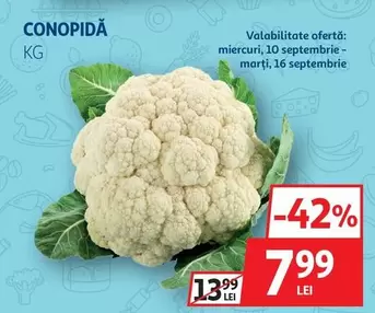 CONOPIDĂ
