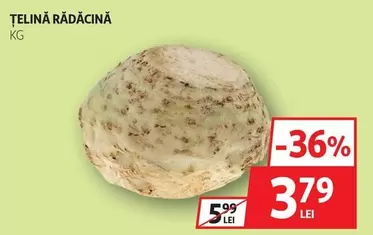 ȚELINĂ RĂDĂCINĂ