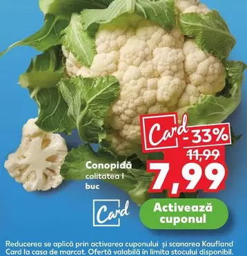 Conopidă