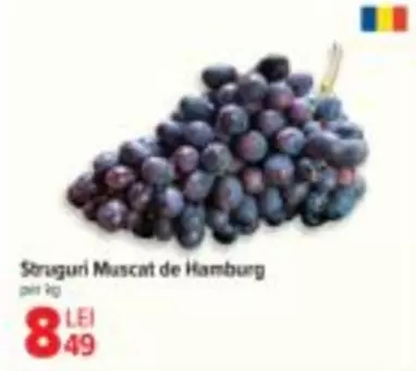 Struguri Muscat de Hamburg