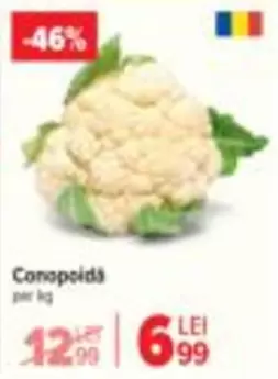 Conopidă