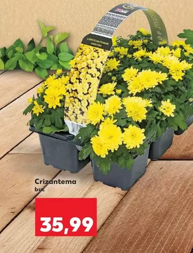 Crizantema