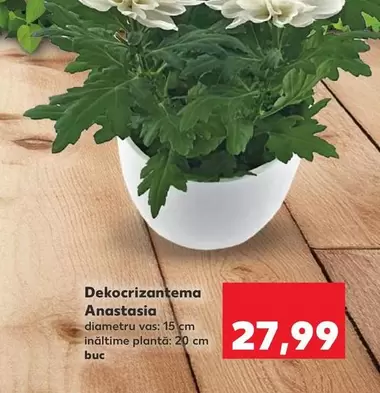 Dekocrizantema Anastasia