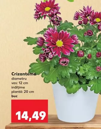 Crizantema