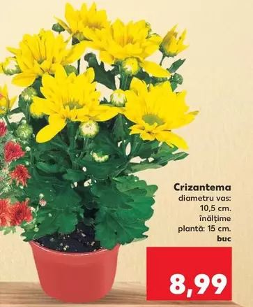 Crizantema