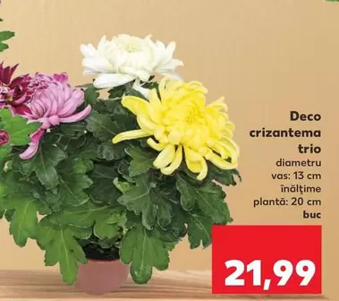 Deco crizantema trio