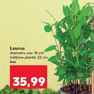 Laurus