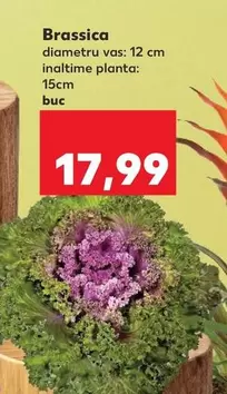Brassica