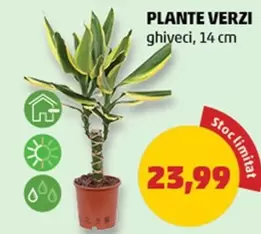 PLANTE VERZI