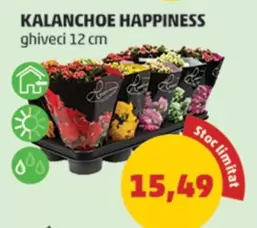 KALANCHOE HAPPINESS
