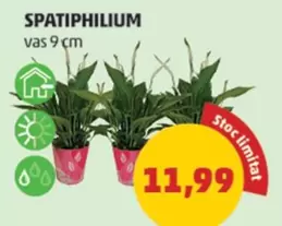 SPATIPHILIUM