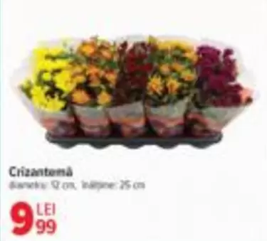 Crizantemă