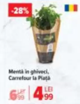 Mentă în ghiveci