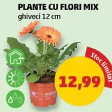 PLANTE CU FLORI MIX