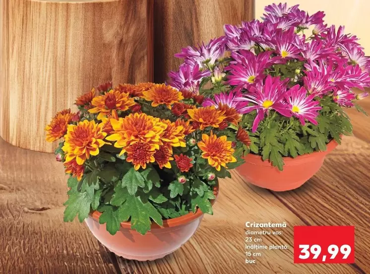 Crizantemă