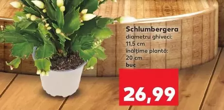 Schlumbergera