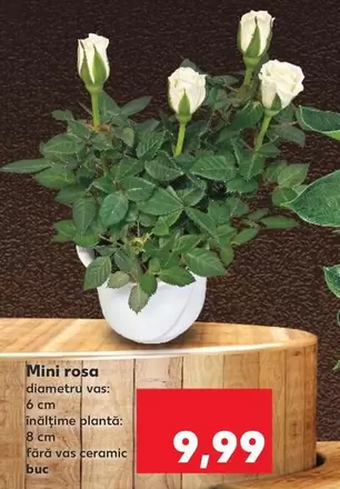 Mini rosa