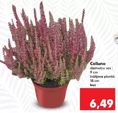 Calluna