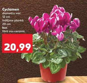 Cyclamen
