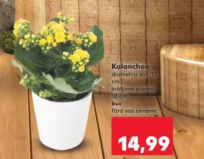 Kalanchoe